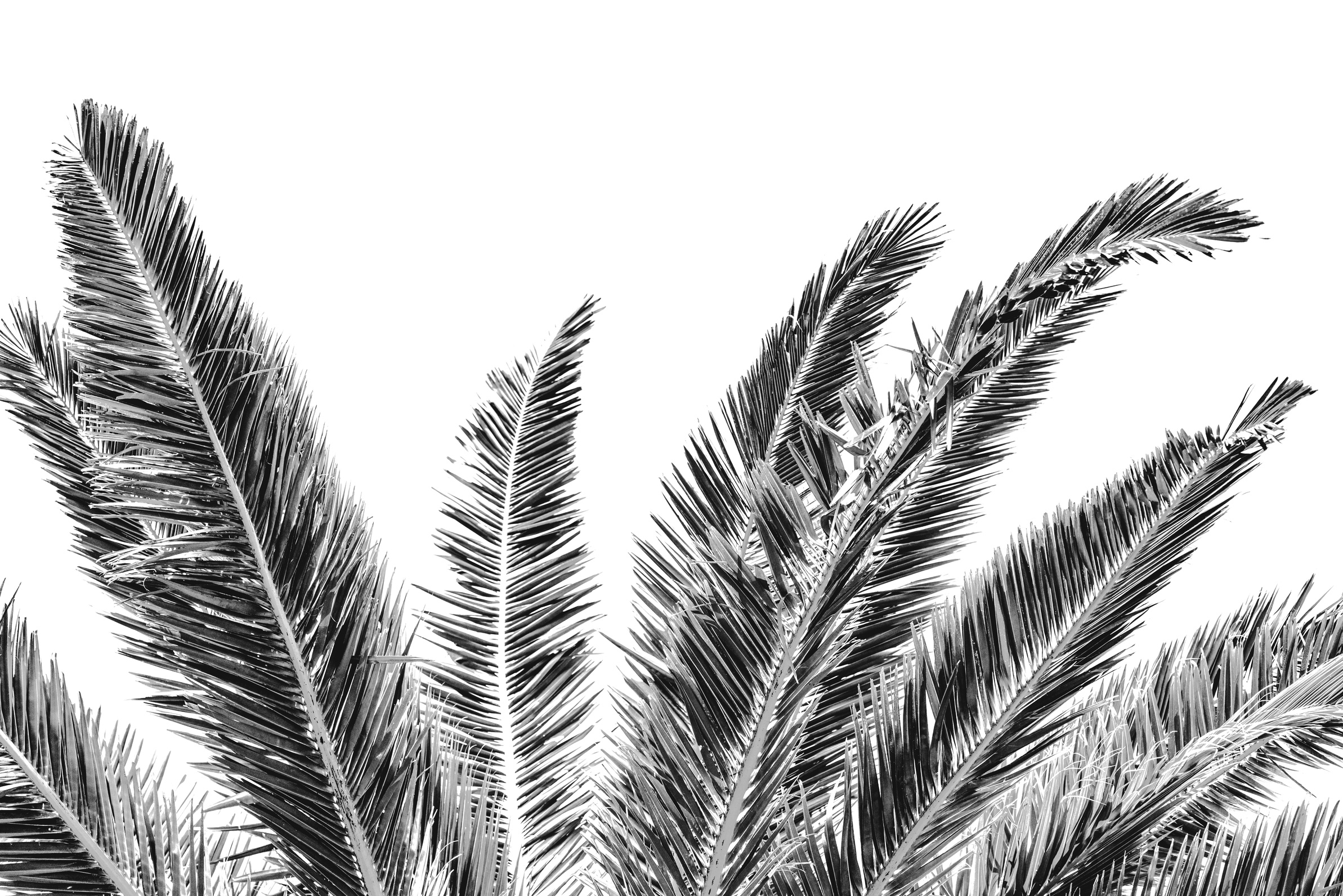 California Palm Tree Black and White